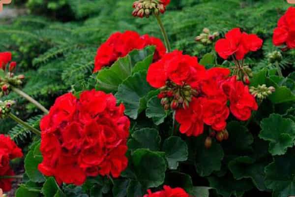 تصویر 1 از قیمت گل شمعدانی هلندی بنفش + خرید باور نکردنی